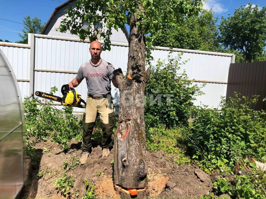 Спил деревьев